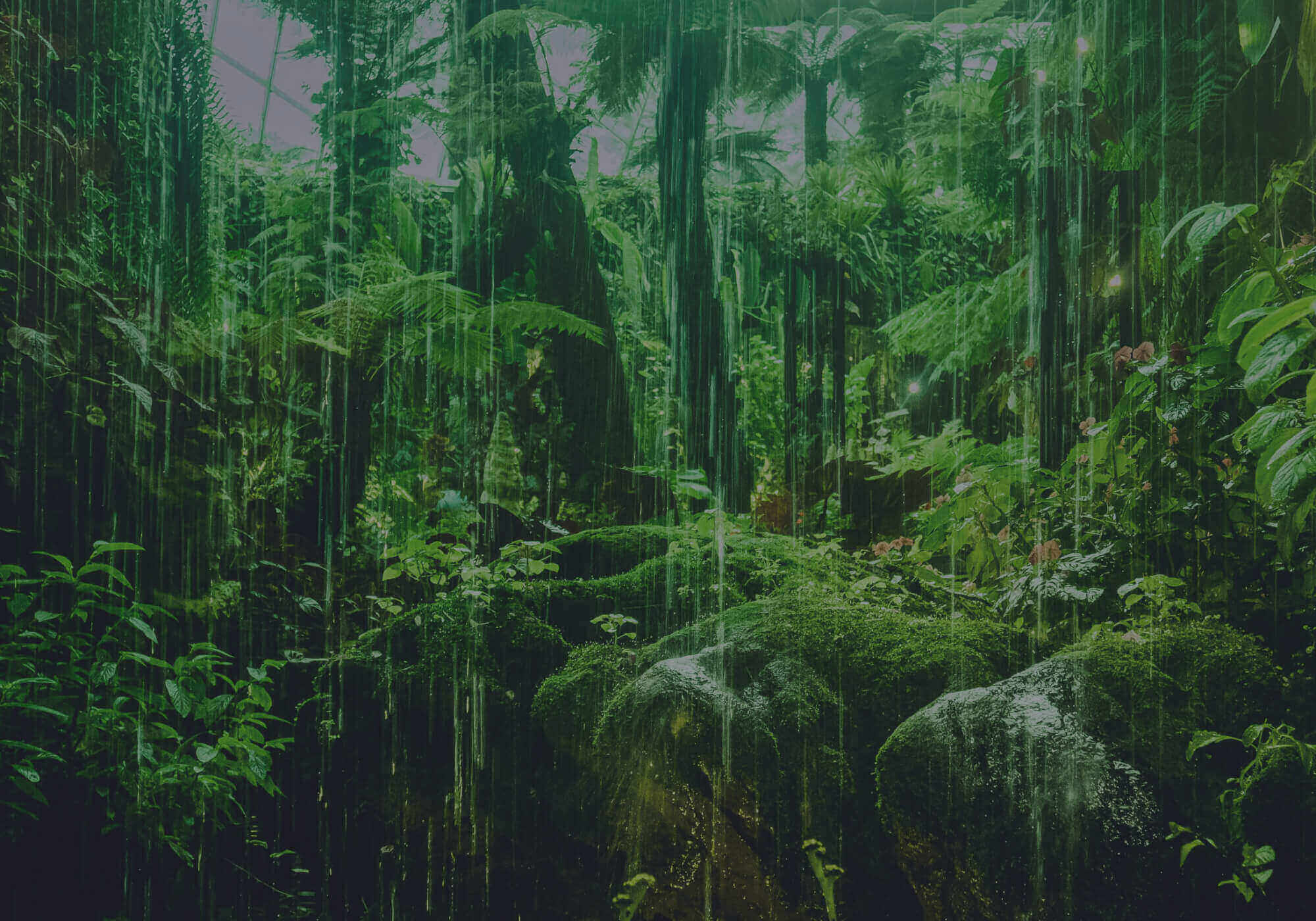 Coalition for rainforest Nations